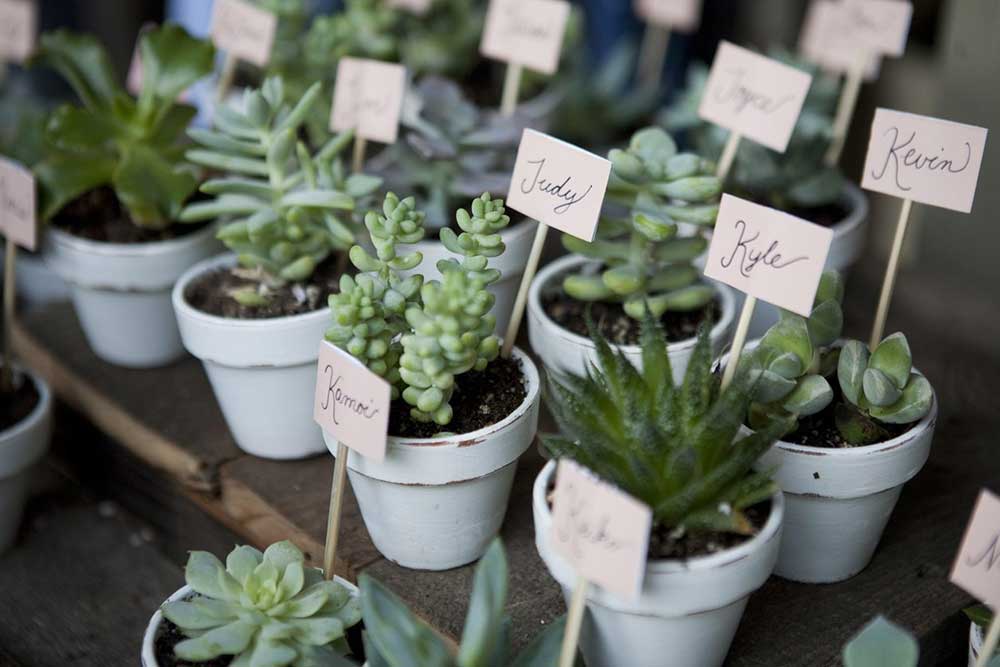 DIY Wedding Favor Succulents