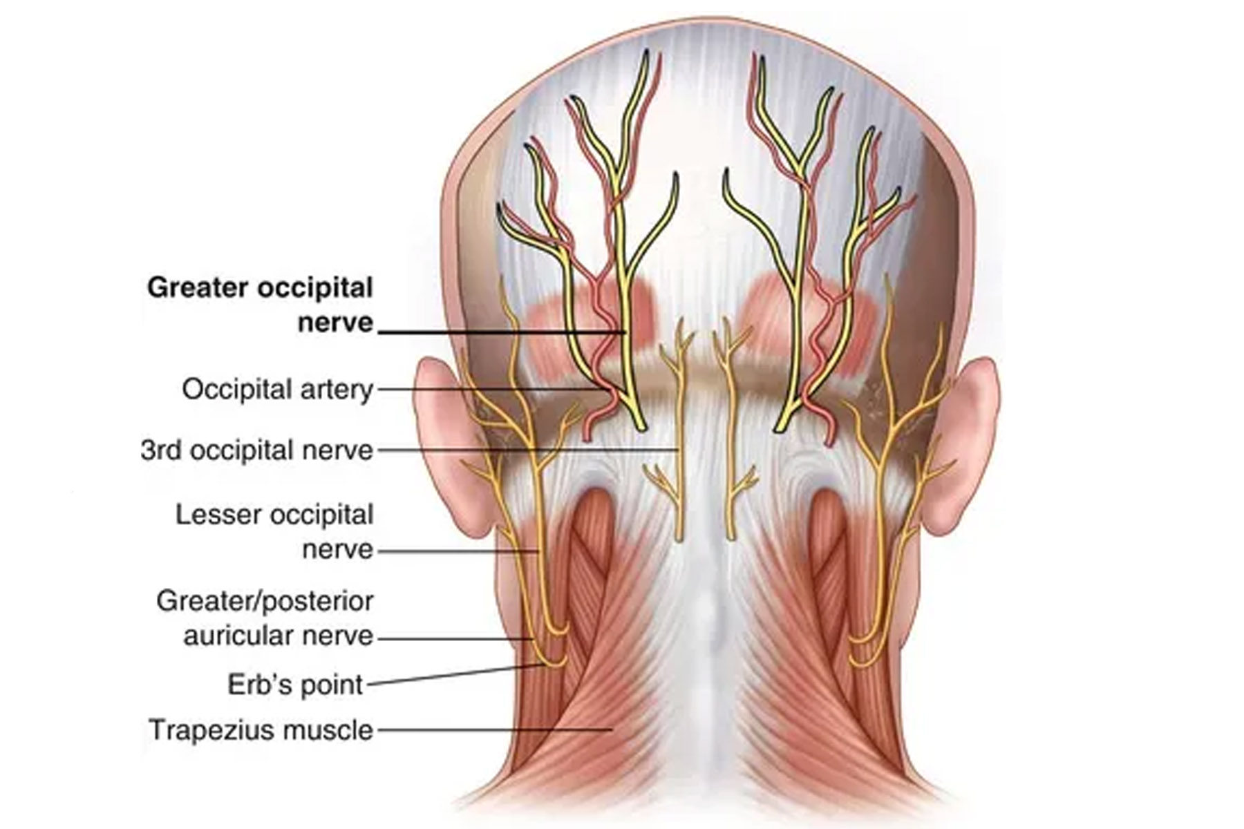 Lesser Occipital Nerve Distribution Lesser Occipital Nerve Distribution