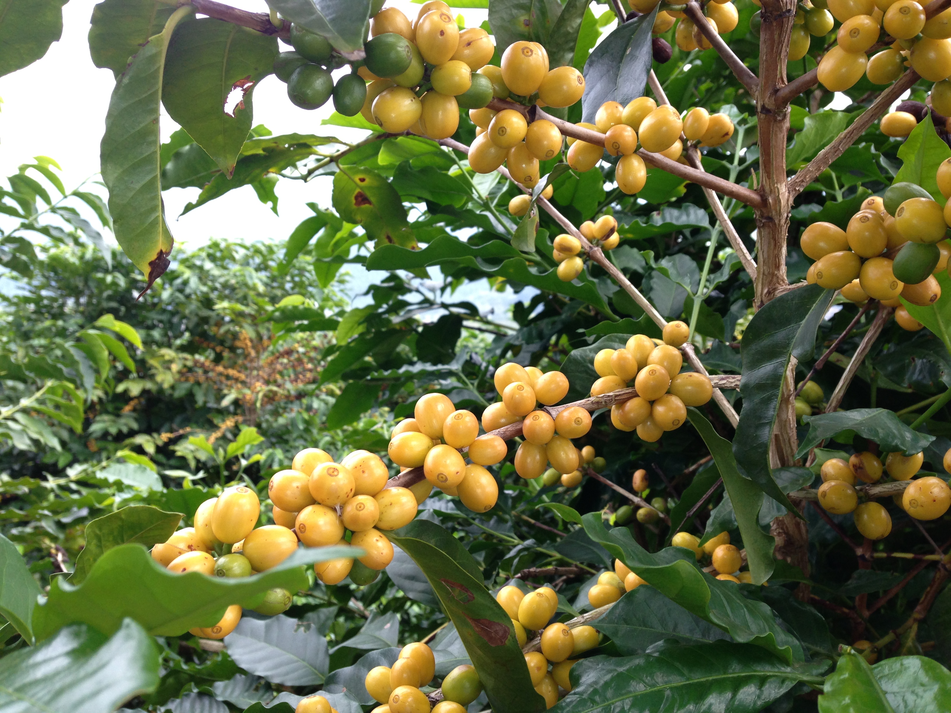 café de variété bourbon jaune / yellow bourbon coffee variety