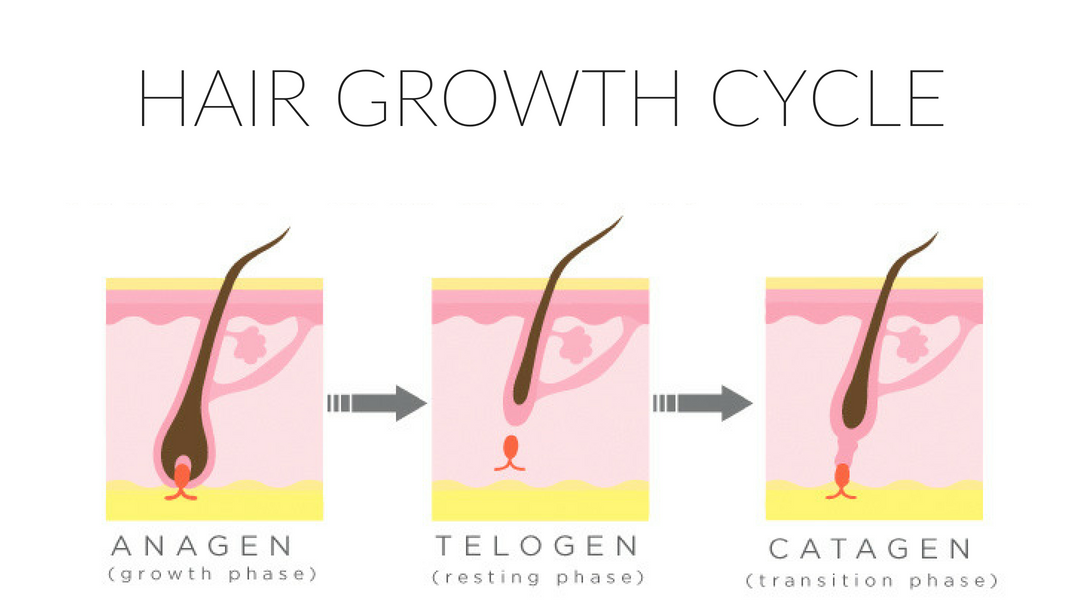 Lash Growth Cycle Lash Affair