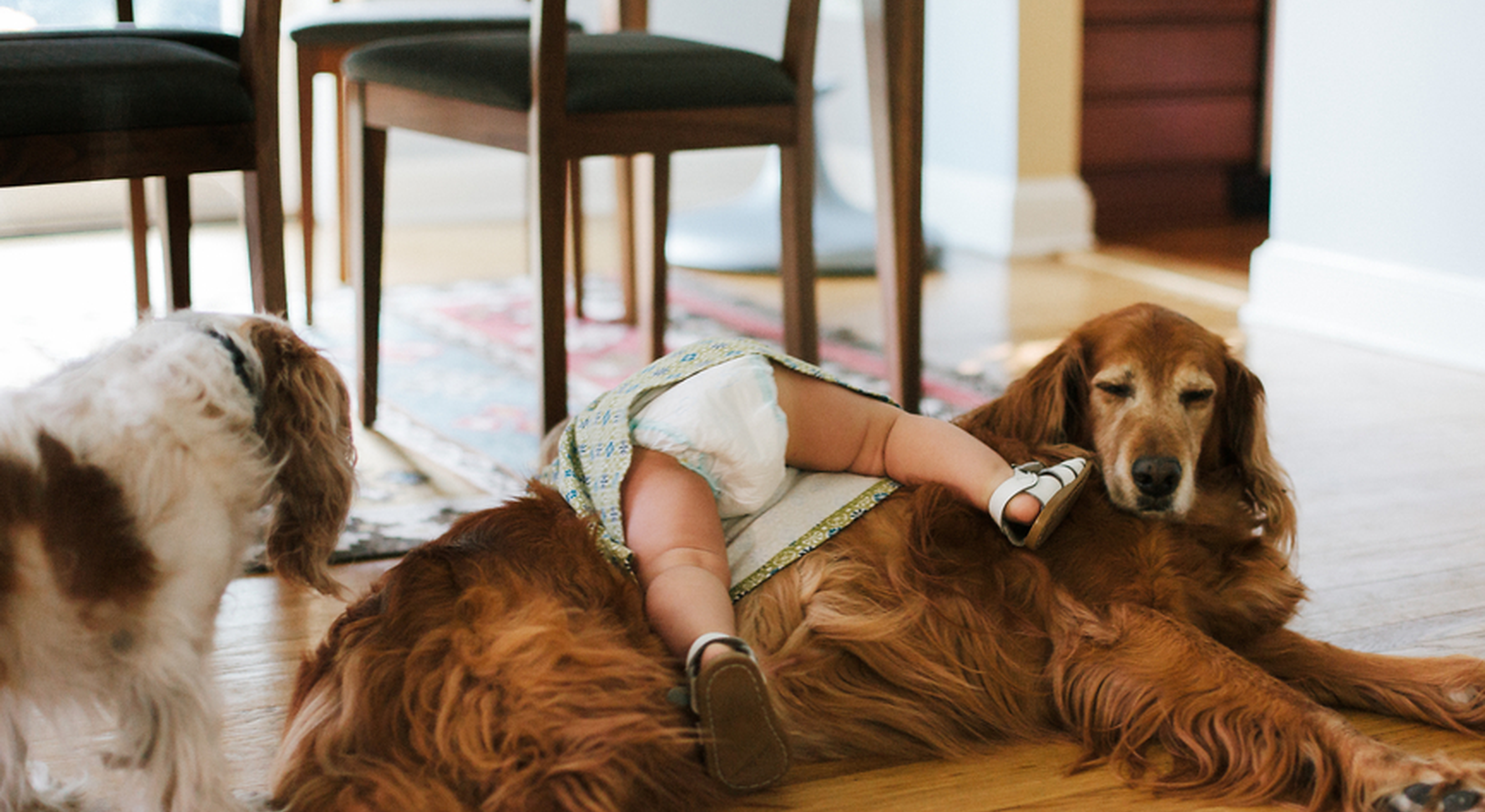 Toddler in nappy falling over dog
