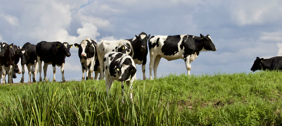 Cows grazing in green pasture