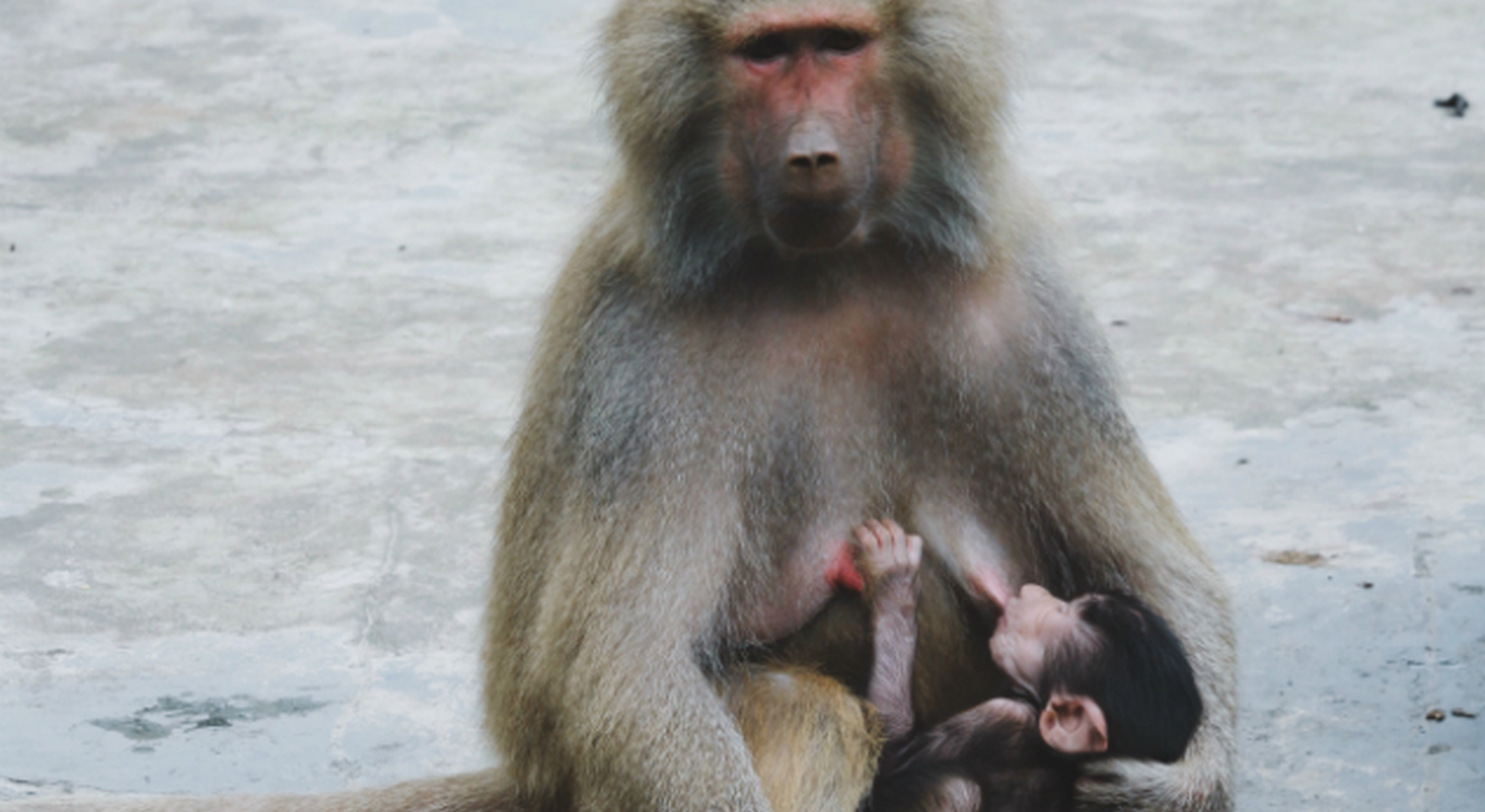 monkey nursing her baby