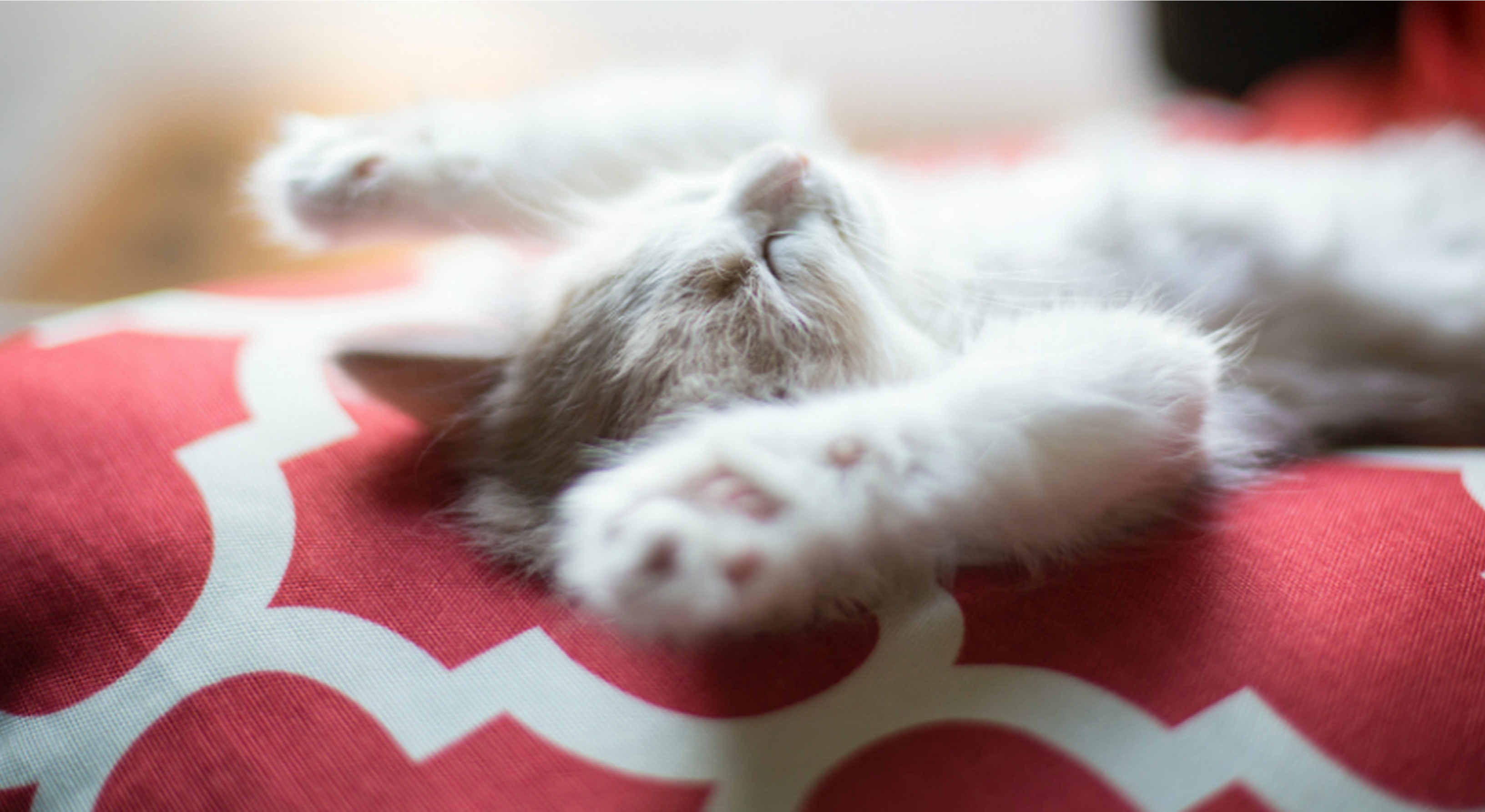 Cat sleeping on its back