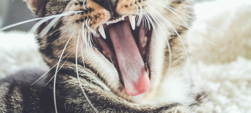 Cat yawning with a large tongue