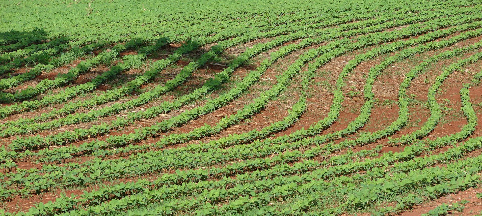 Field of soybeans