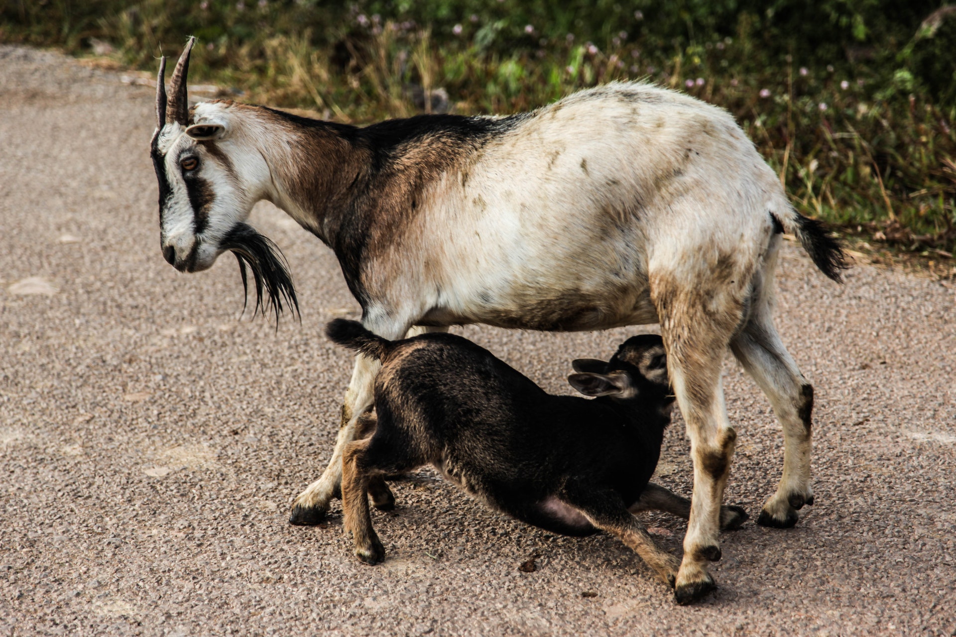 Baby goat suckling mother