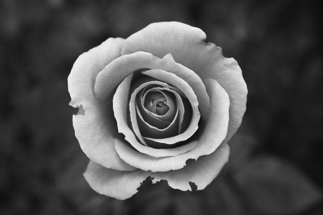 An imperfect rose for an imperfect person