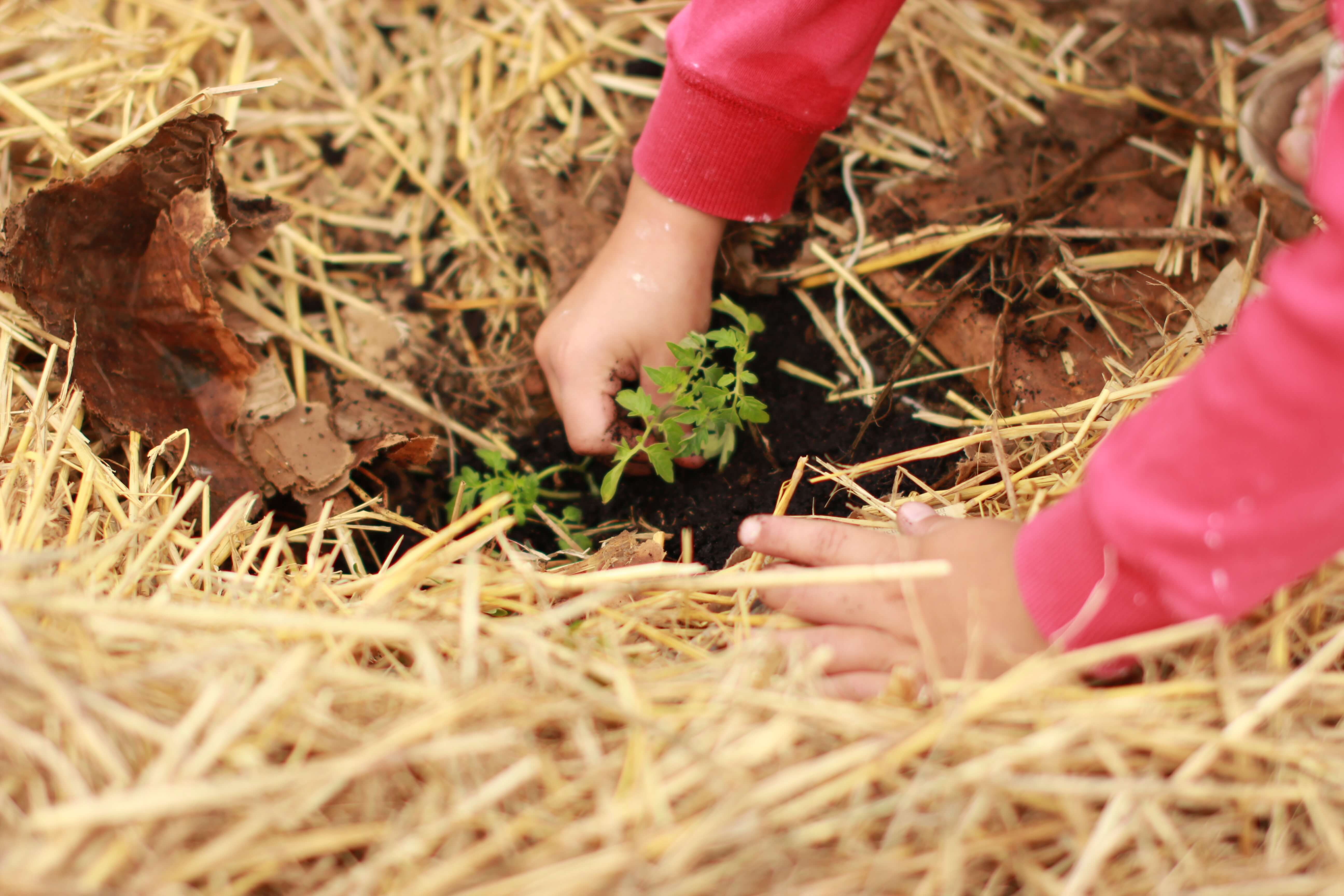 young child's hands planting a sapling amongst dry grass