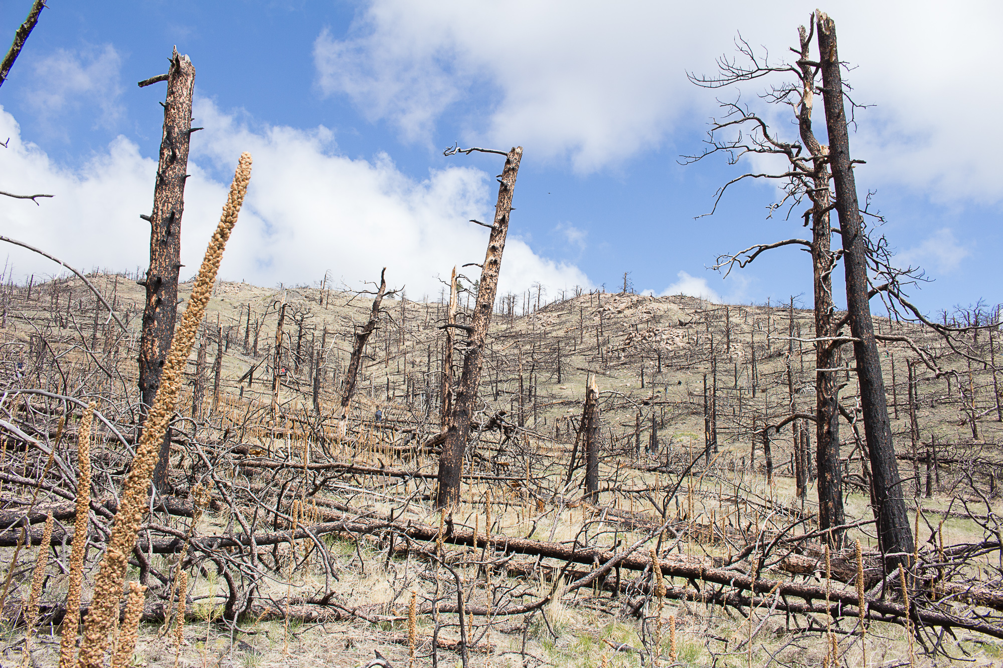 7 Facts About Wildfires And What We re Doing To Help 