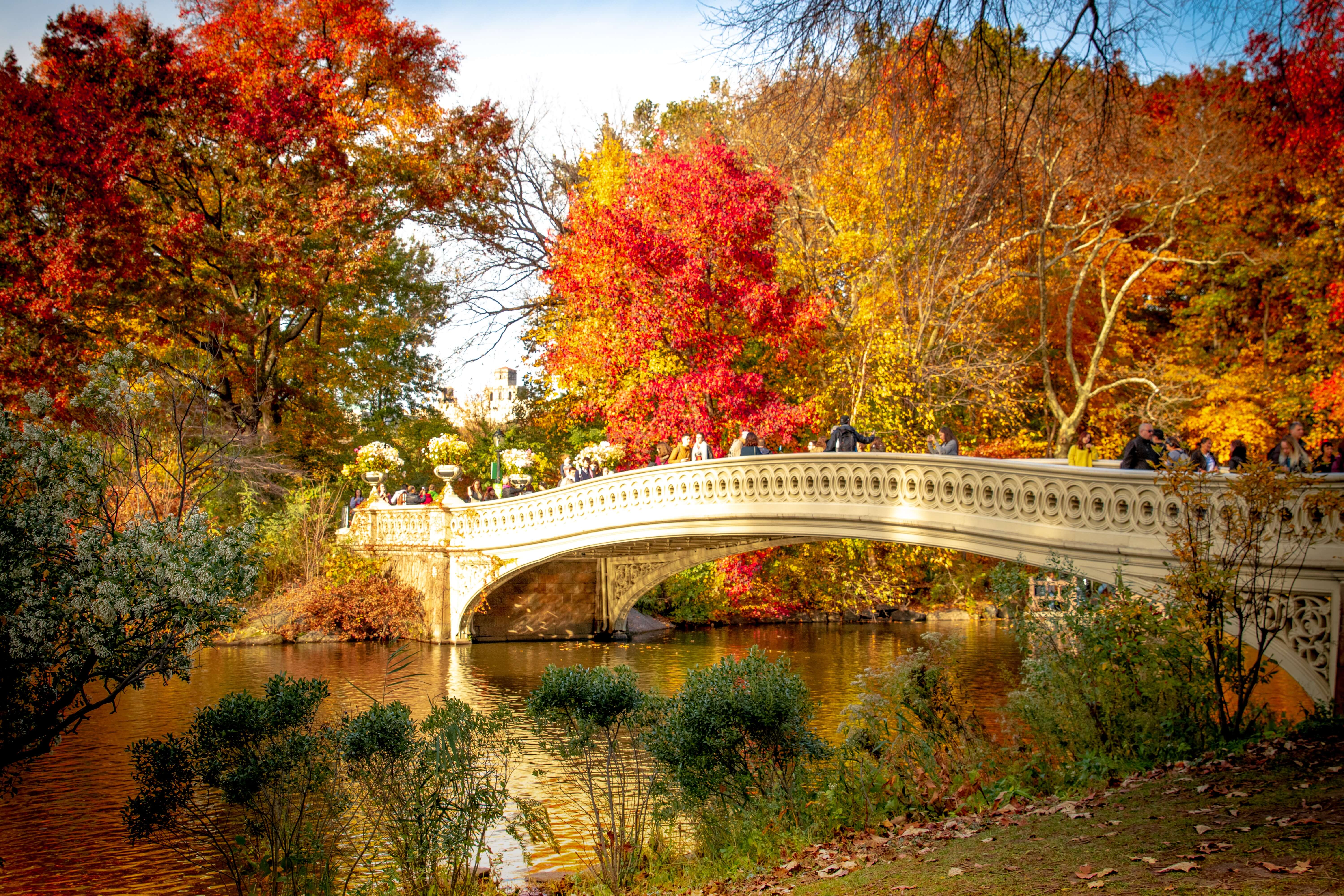 Leaves changing color in a park with a bridge