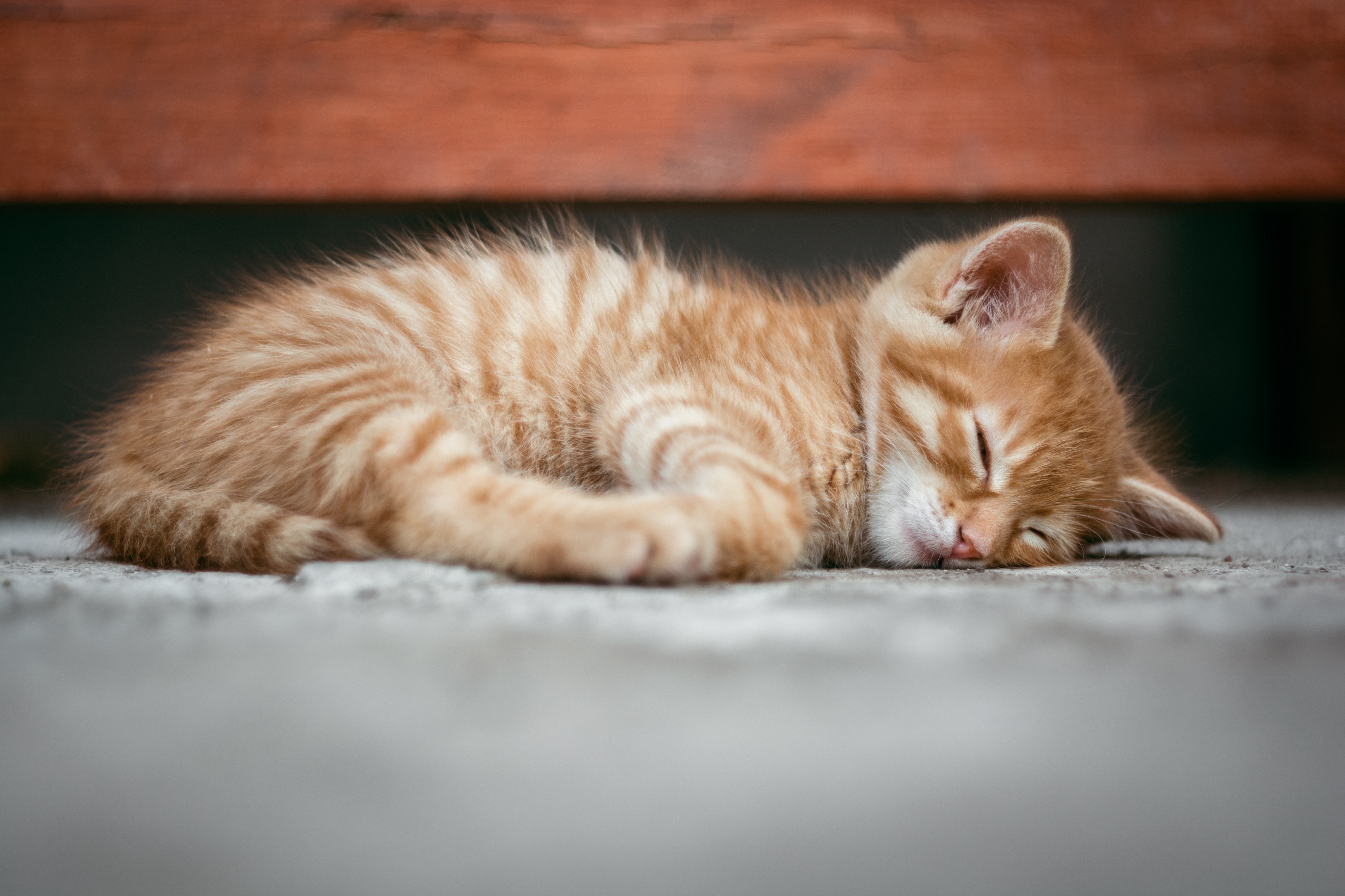 absorptie Signaal Slank Hoeveel moet een kat per dag drinken? | Pettadore