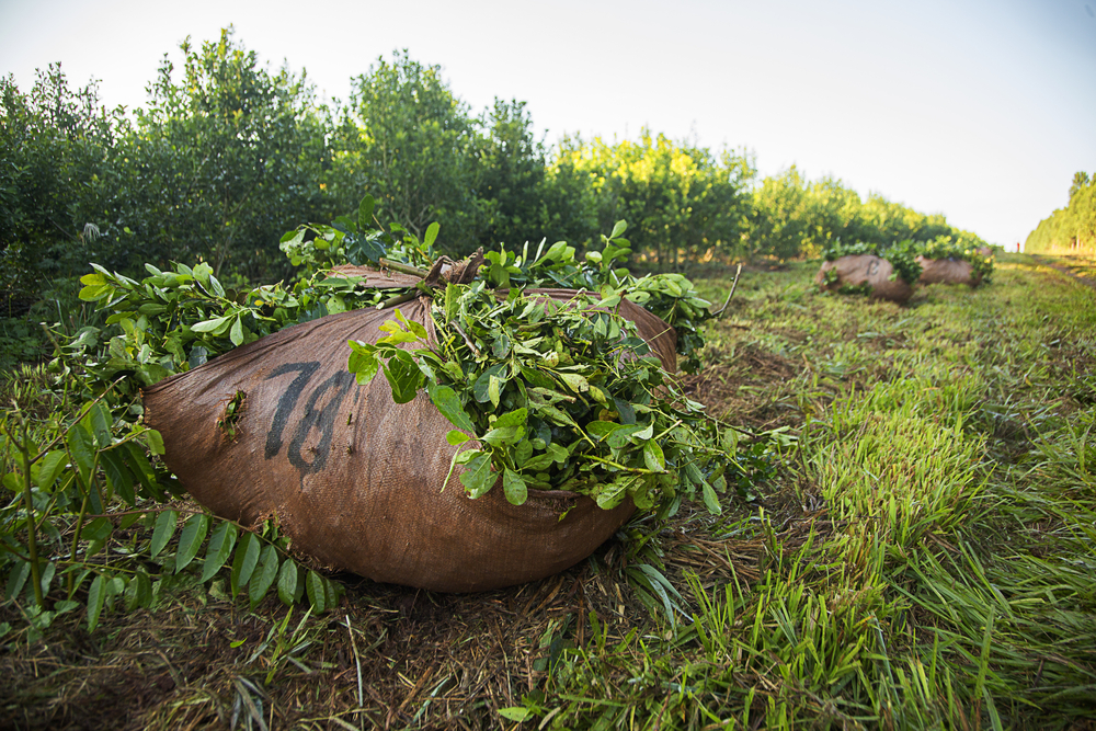 Yerba Mate Farm