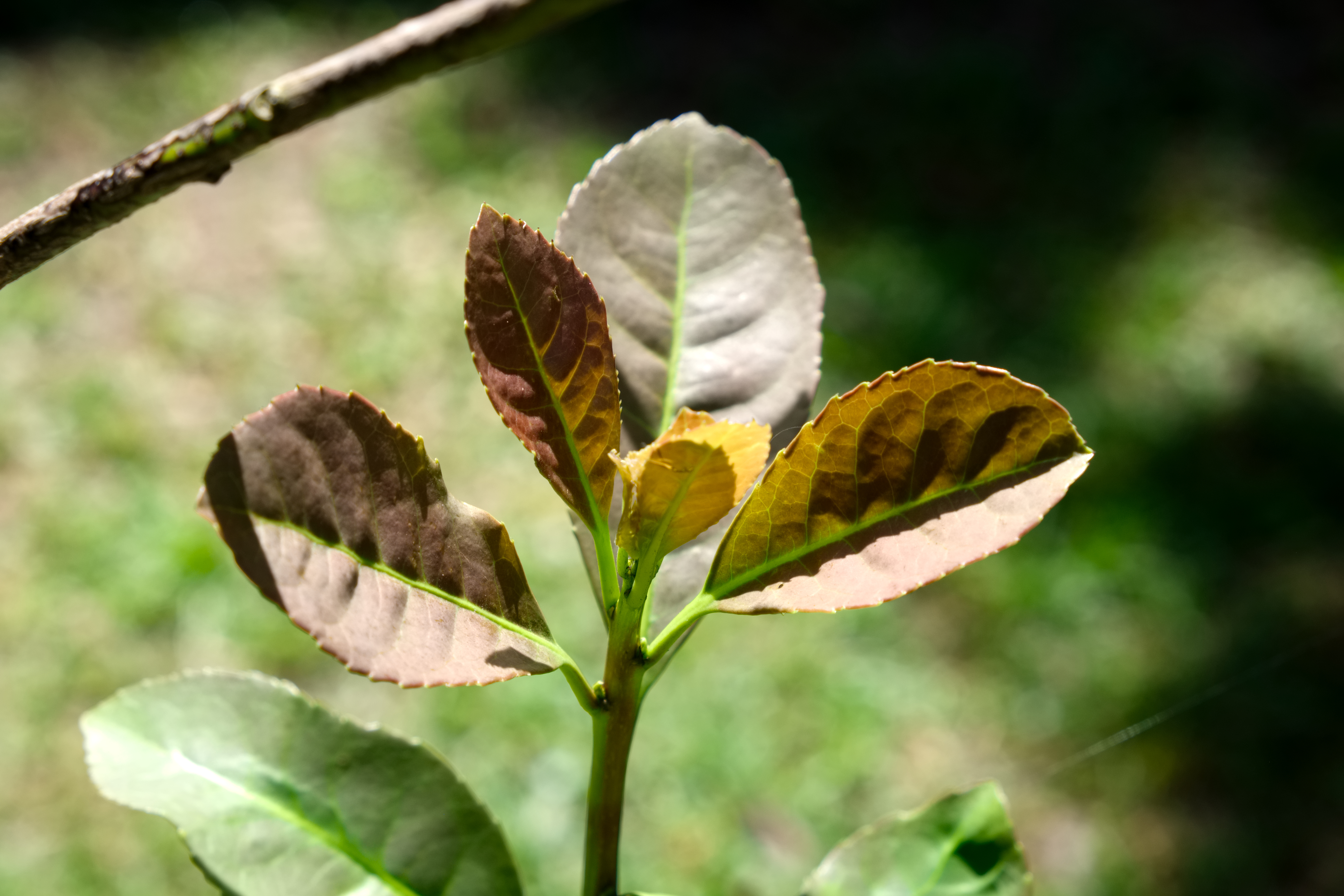 Yerba Mate Growing