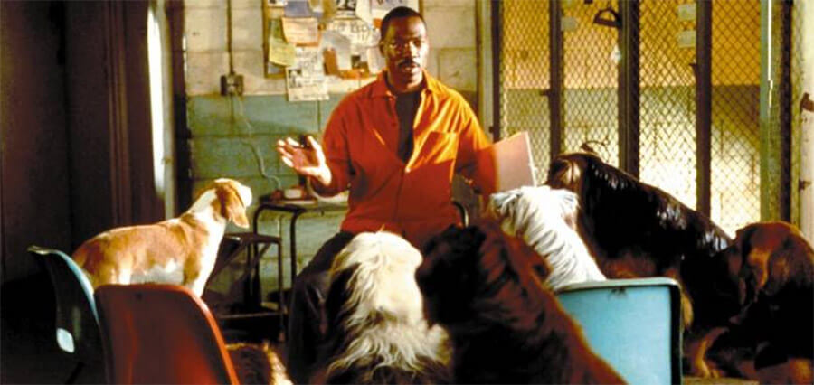 Eddie Murphy Dr. Dolittle Dogs