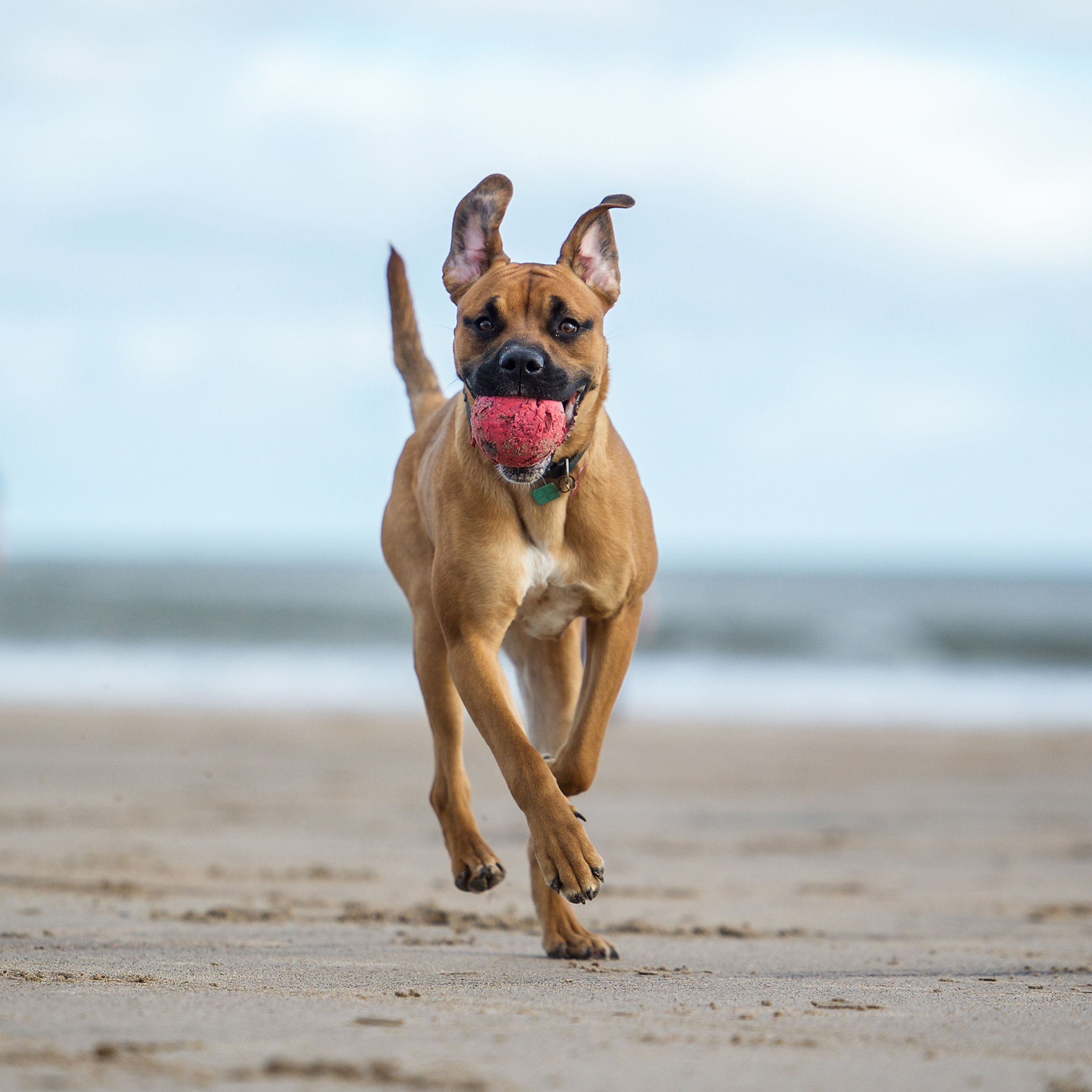 how much exercise do dogs really need