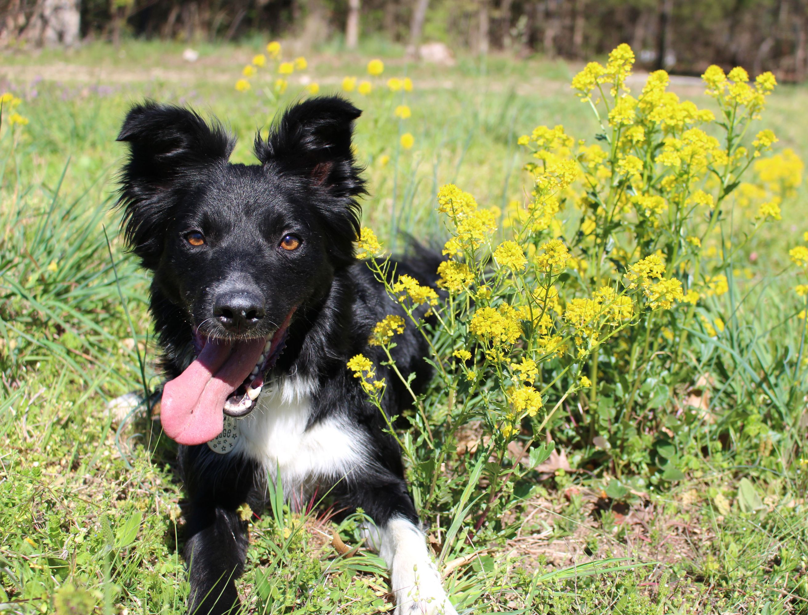 SpotOn pet-proofing yard