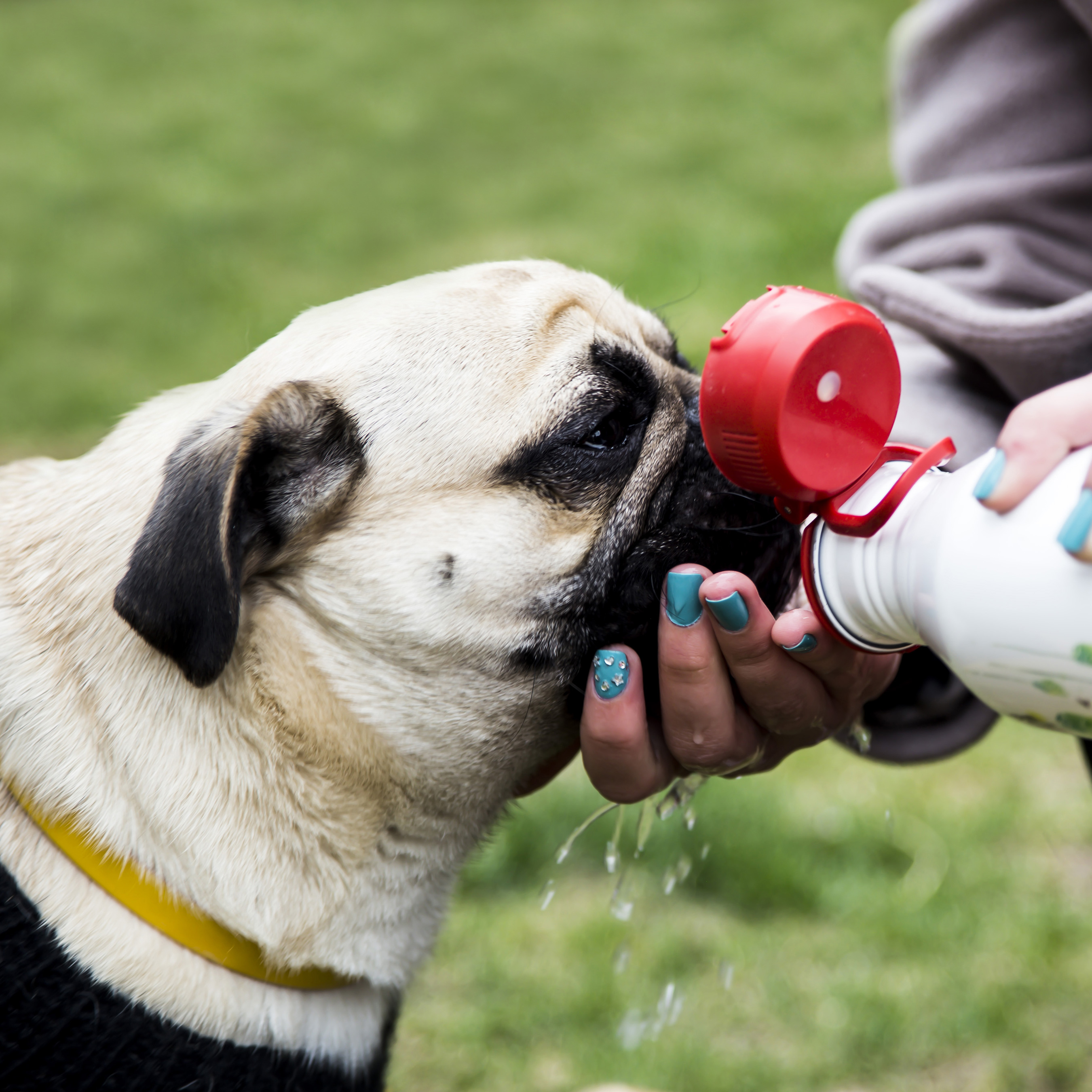 how often do dogs need excersize