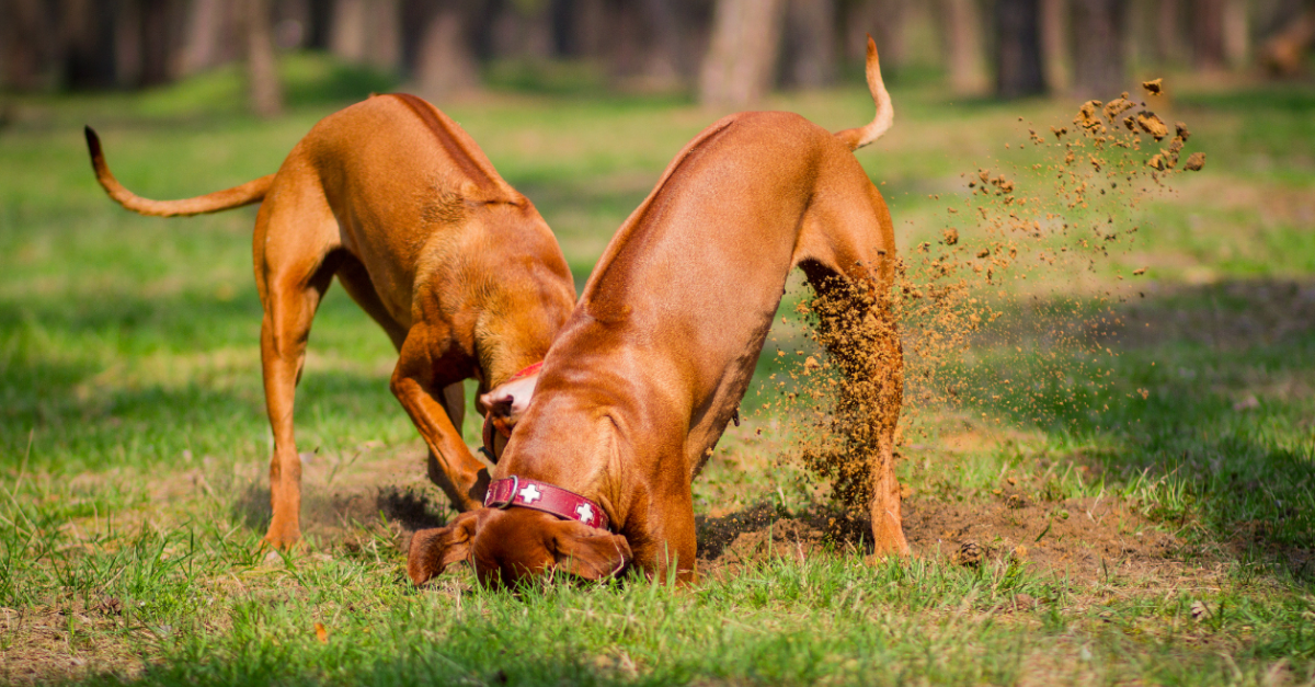 how do i stop my puppy digging up my plants