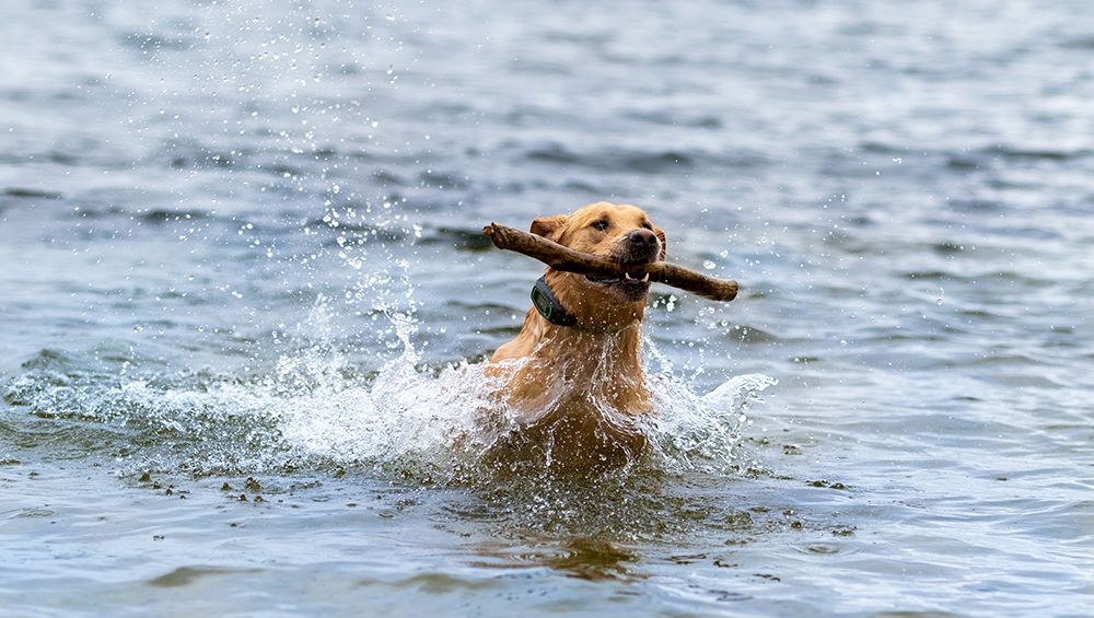 can dogs swim with invisible fence collar