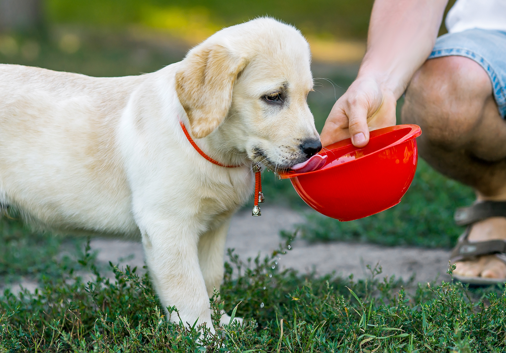 Giant Popsicle for Your Pup