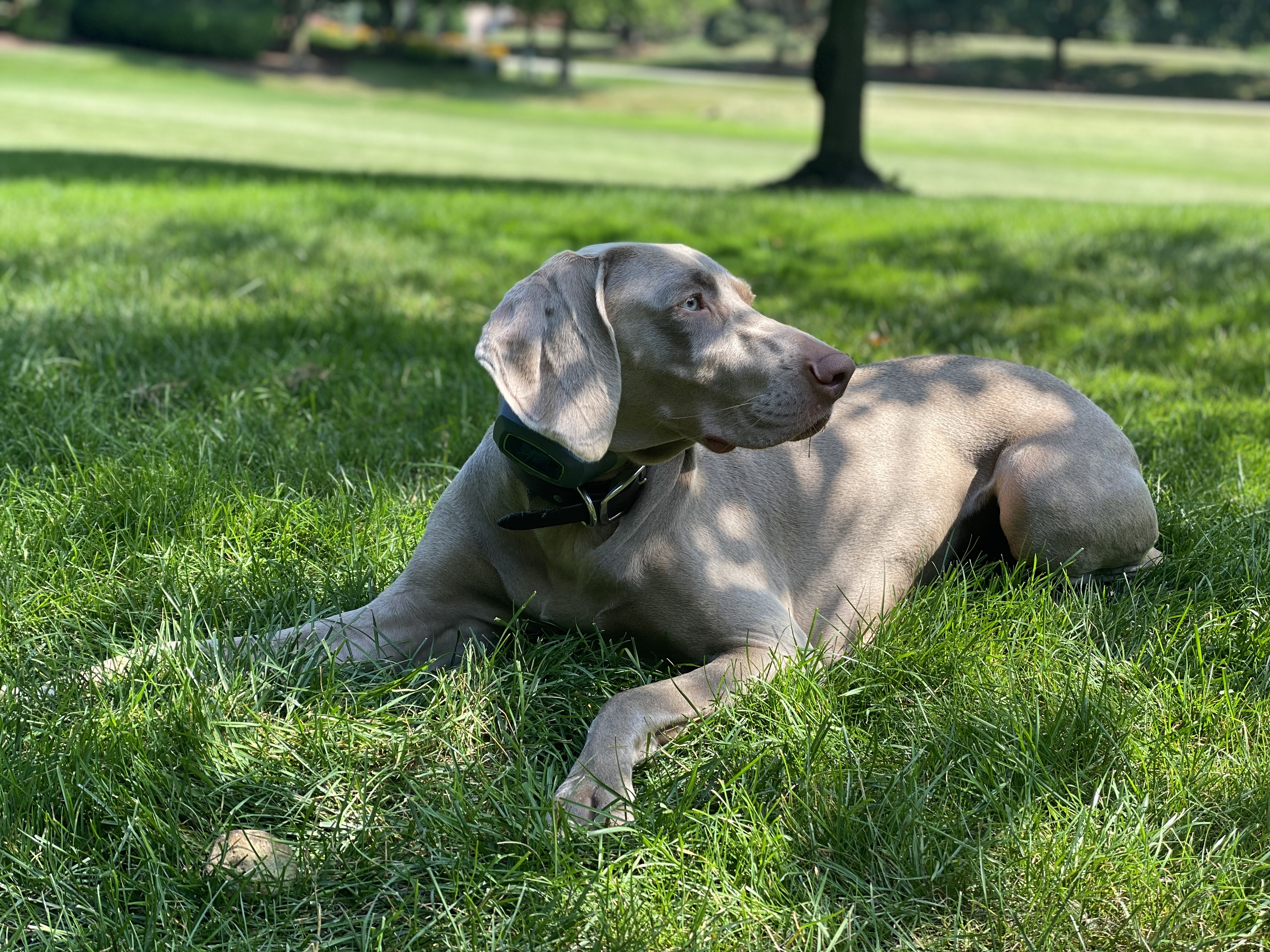 SpotOn GPS Dog Fence™