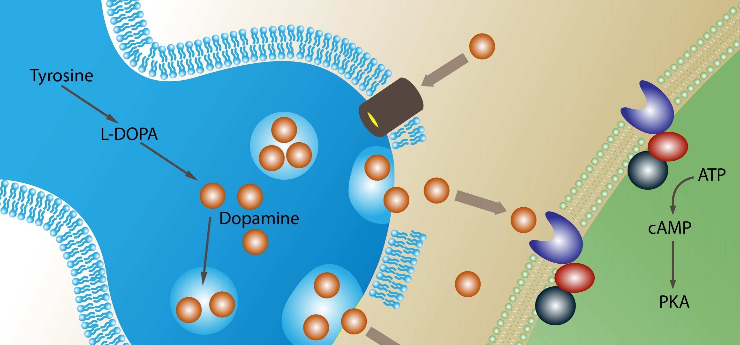 Sanus Biotech Dopamine Explained