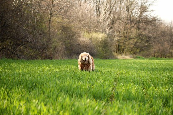 Curly Haired dog in tall grass with trees next to them