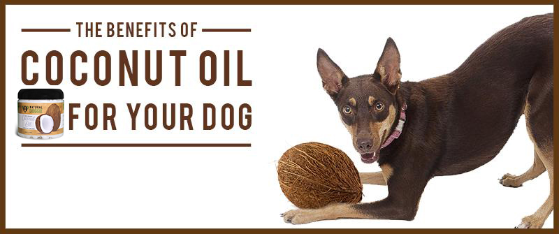 How To Put Coconut Oil In My Dog S Ear How To Put Coconut Oil In My Dog S Ear
