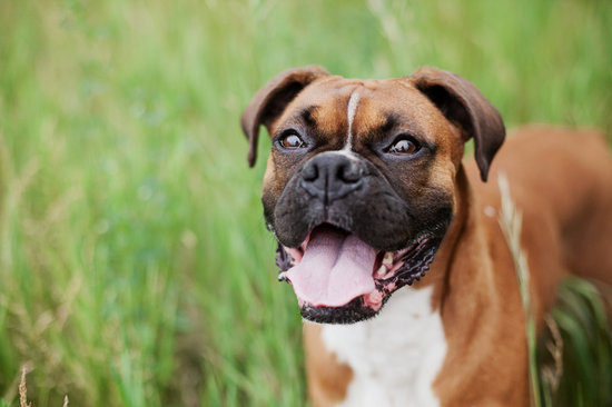 Brown boxer looking happy in a field of grass
