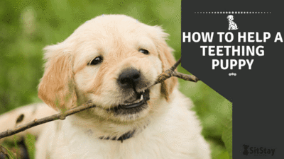 HOW TO HELP A TEETHING PUPPY