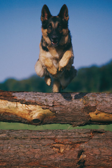 schutzhund training guide
