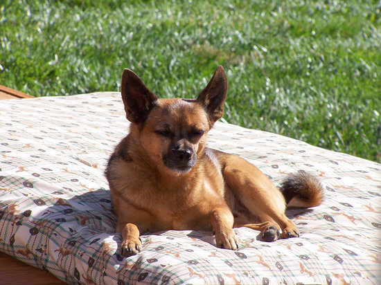 A mutt on a dog bed out in the yard