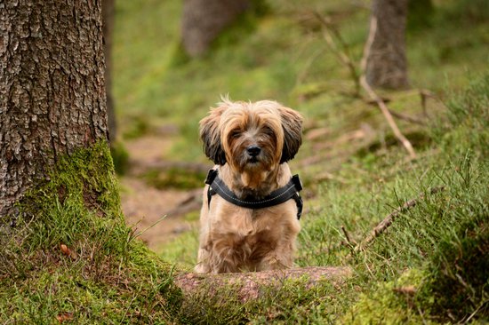 small brown dog standing next to a tree in grass