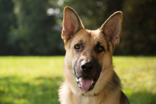 police dog after retiring