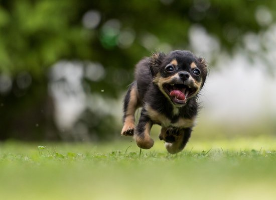 excited black chihuahua puppy running on grass