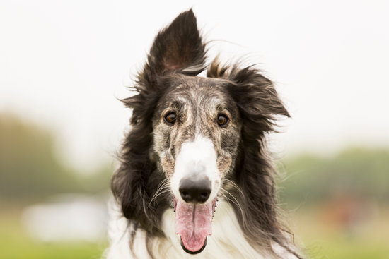 Borzoi Panting with its hair blowing in the wind