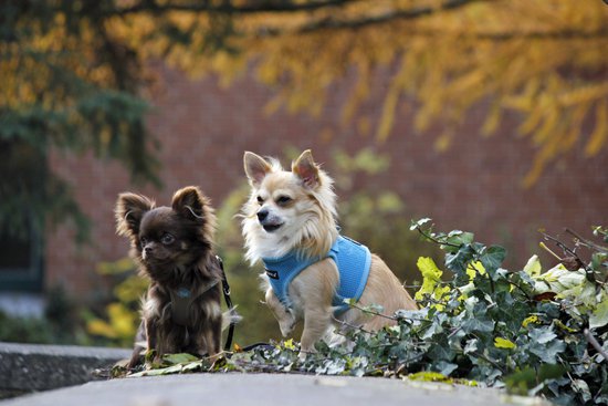 Chihuahuas in vest harnesses on a garden ledge