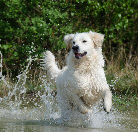 white dog playing in water