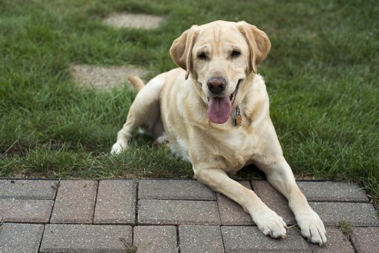 Lab laying in the grass of a lawn with its tongue out