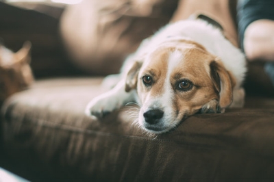 Nervous looking terrier on a brown couch