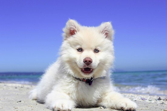 Samoyed Smiling On A Beach With Water Behind them