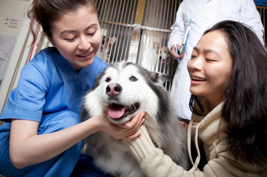 Vet Looking at a dogs dry nose in a kennel