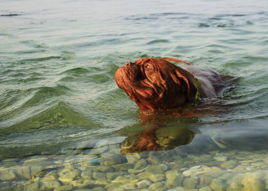 brown dog swimming in a river