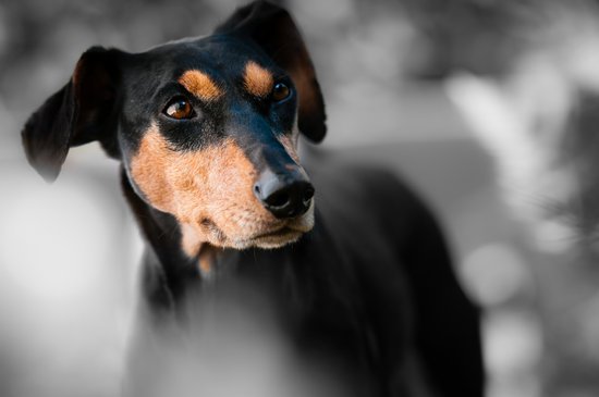 Small black dog with a good snout