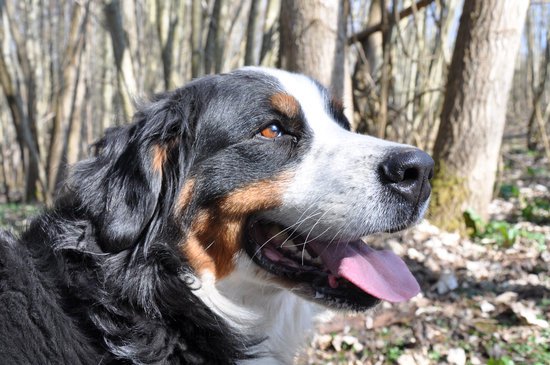 Bernese Mountain Dog On a sunny day in the woods