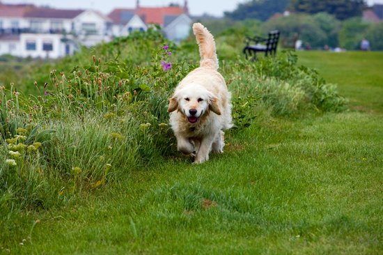 golden retriever running through a park next to flowers