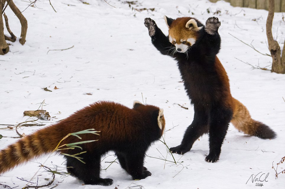 How To Say Red Panda In Chinese