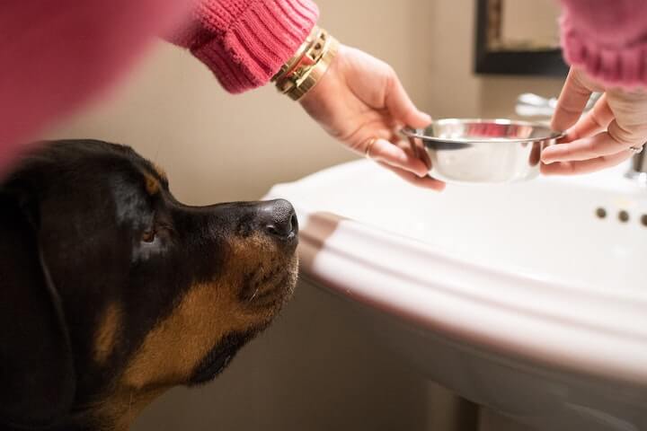 Rottweiler watches food bowl