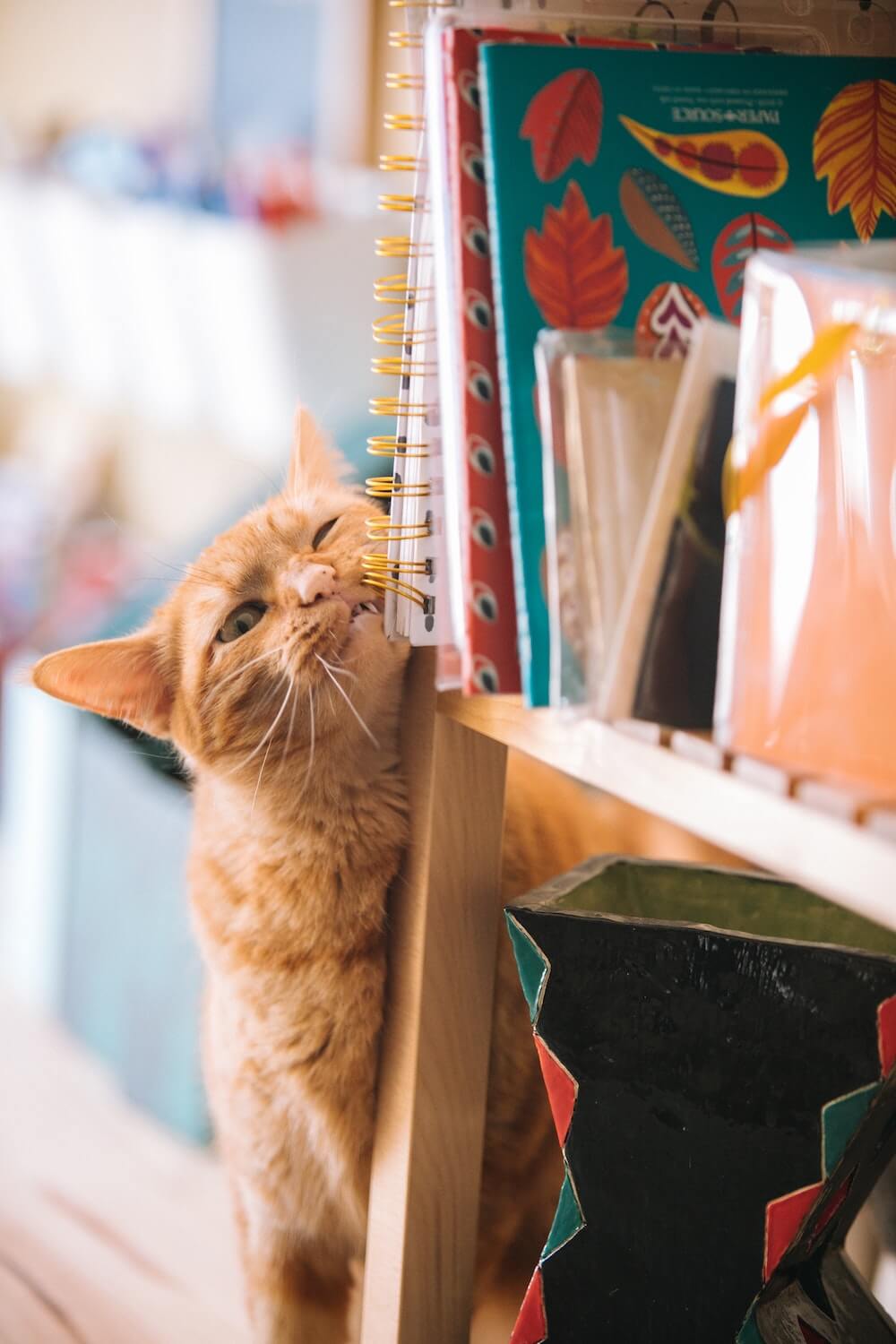 Orange Domestic Shorthair Rubbing on Bookshelf